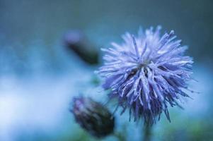 abstract afbeelding met Purper bloem detailopname in druppels na regen. foto