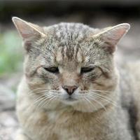 verdrietig uiteinde van een loop portret van een grijs gestreept gestreept kat met groen ogen, selectief focus foto