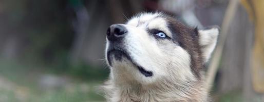 trots knap jong schor hond met hoofd in profiel zittend in tuin foto