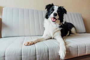 grappig portret van schattige lachende puppy hondje border collie op de bank binnenshuis. nieuw lief familielid hondje thuis starend en wachtend. dierenverzorging en dieren concept. foto