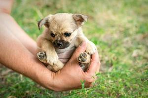 weinig puppy zittend in de armen foto