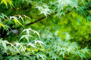 groen bladeren structuur achtergrond, natuurlijk behang foto