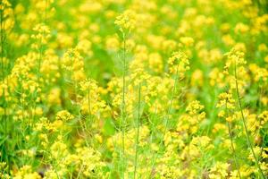 achtergrond van bloeiende gele bloemen veld in natuurlijke zomer en wazig beeld. foto