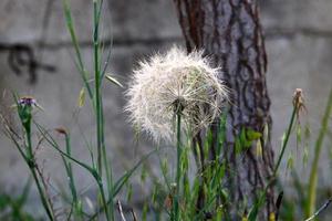 paardebloem bloei in een Woud opruimen. foto