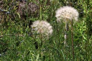 paardebloem bloei in een Woud opruimen. foto