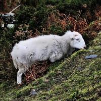 een visie van noorden Wales Aan een duister dag foto