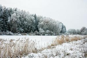 winterlandschap met sneeuw en bomen foto