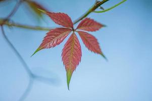herfst rood blad Aan de achtergrond van de lucht. macro foto van een blad.