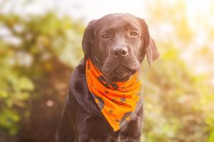 zwart labrador retriever hond met een oranje halloween bandana. portret van een jong hond. foto