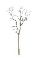 dood boom dat zijn geïsoleerd Aan een wit achtergrond zijn geschikt voor beide het drukken en web Pagina's foto
