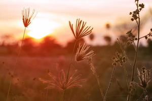 zonsondergang over- gras foto