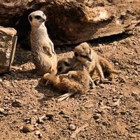 een visie van een meerkat foto