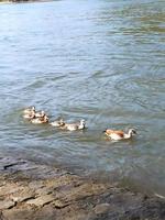 huiselijk ganzen en eenden zwemmen Aan de rivier- in de buurt de dorp foto