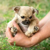 weinig puppy zittend in de armen foto