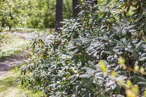 jong groen takken van de struik. detailopname Aan wazig groen met kopiëren van ruimte, gebruik makend van net zo een achtergrond de natuurlijk landschap, ecologie, vers behang concepten. selectief focus. foto