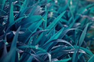 detailopname schot van dicht met gras begroeid stengels met dauw druppels. macro schot van nat gras net zo achtergrond beeld voor natuur concept foto