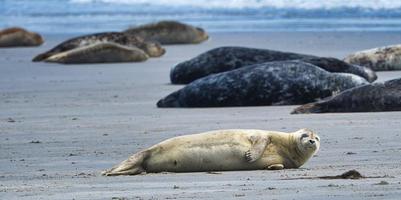 grijze zeehond op heligoland foto