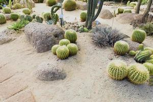 toneel- keer bekeken of de woestijn botanisch tuinen foto