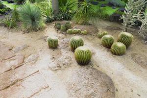 toneel- keer bekeken of de woestijn botanisch tuinen foto