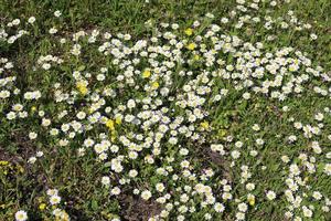 madeliefjes toenemen in een stad park in noordelijk Israël. foto