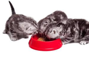 herladen hun energie. drie weinig kittens aan het eten kat voedsel van de een kom terwijl zittend dichtbij naar elk andere foto