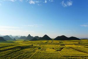 koolzaad veld met berg, china