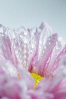 roze chrysant en water