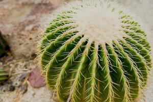 toneel- keer bekeken of de woestijn botanisch tuinen foto