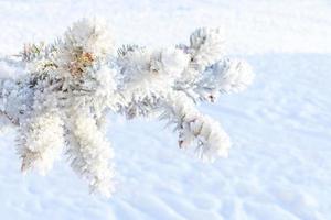 ijzig Spar boom met glimmend ijs vorst in besneeuwd Woud park. Kerstmis boom gedekt rijp en in sneeuw. rustig vredig winter natuur. extreem noorden laag temperatuur, koel winter weer buitenshuis. foto