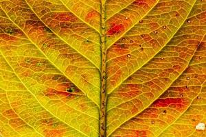 detailopname herfst vallen extreem macro structuur visie van rood oranje hout vel boom blad gloed in zon achtergrond. inspirerend natuur oktober of september behang. verandering van seizoenen concept. foto