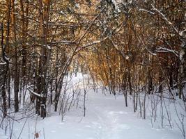 mooi winter landschap. de genot van eenzaamheid. foto