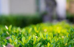 close-up van groen gras met zonlicht foto