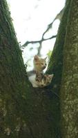 twee schattig weinig katten beklimming omhoog Aan de boom voor resting foto