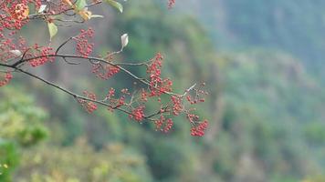 de rood wild fruit visie met de bergen en vallei net zo achtergrond Aan de top van de bergen foto