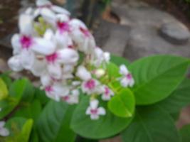 niet focus kopsia bloem in een tuin in de ochtend- foto