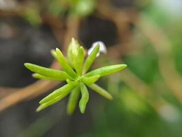 macro foto van mooi exotisch wild planten