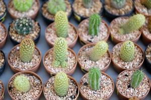 kleine cactussen. foto