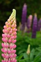lupines foto