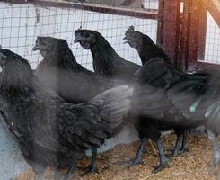 levend zwart kippen in kippenhok foto