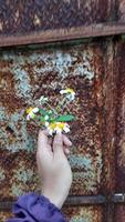 hand- Holding mooi wit bloem Aan roestig ijzer muur achtergrond 05 foto