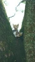 twee schattig weinig katten beklimming omhoog Aan de boom voor resting foto