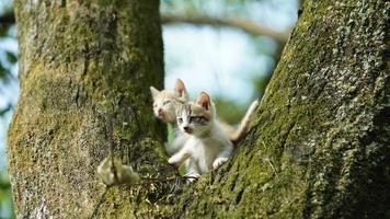 twee schattig weinig katten beklimming omhoog Aan de boom voor resting foto