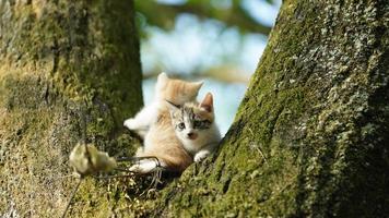 twee schattig weinig katten beklimming omhoog Aan de boom voor resting foto