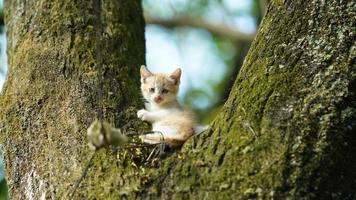 twee schattig weinig katten beklimming omhoog Aan de boom voor resting foto