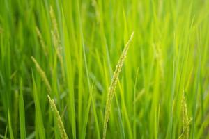 rijstveld achtergrond wazig foto