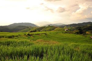rijstvelden bij zonsondergang