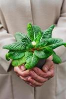 vrouw houdt een groen fabriek in een pot Aan uitgestrekt armen foto