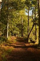 wandelen spoor gedekt in bladeren in vroeg herfst foto