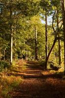 wandelen pad met gebladerte langs de spoor foto