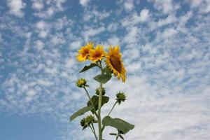 zonnebloemen tegen een blauwe hemel foto